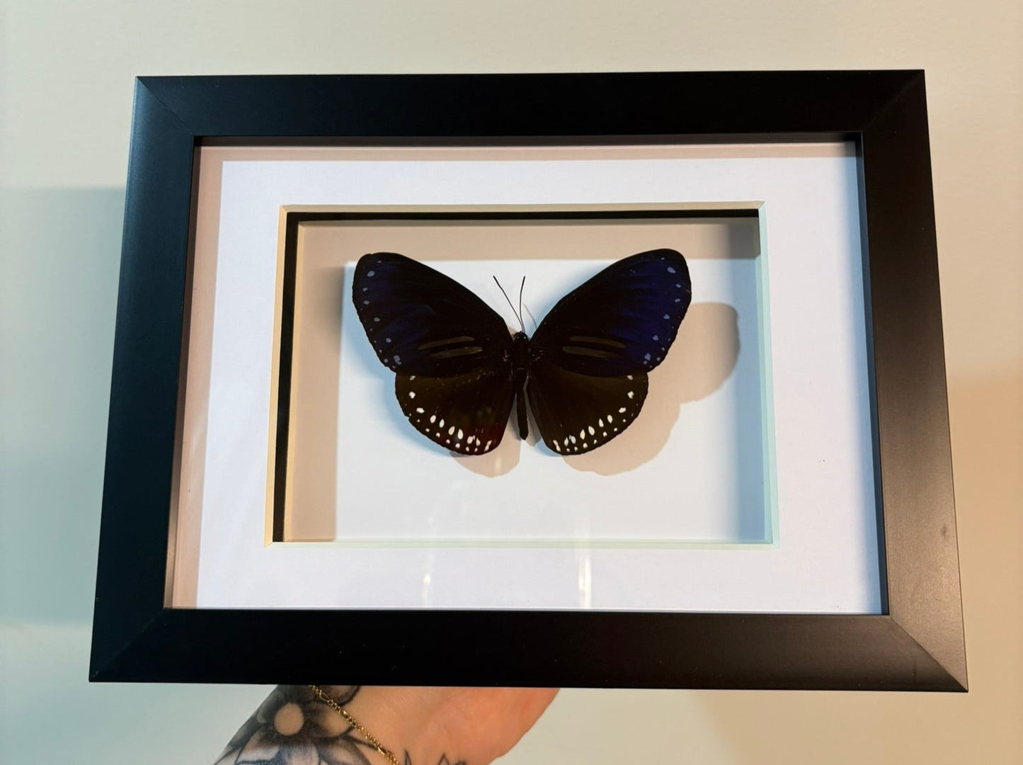 Euploea mulciber – Striped Blue Crow Butterfly