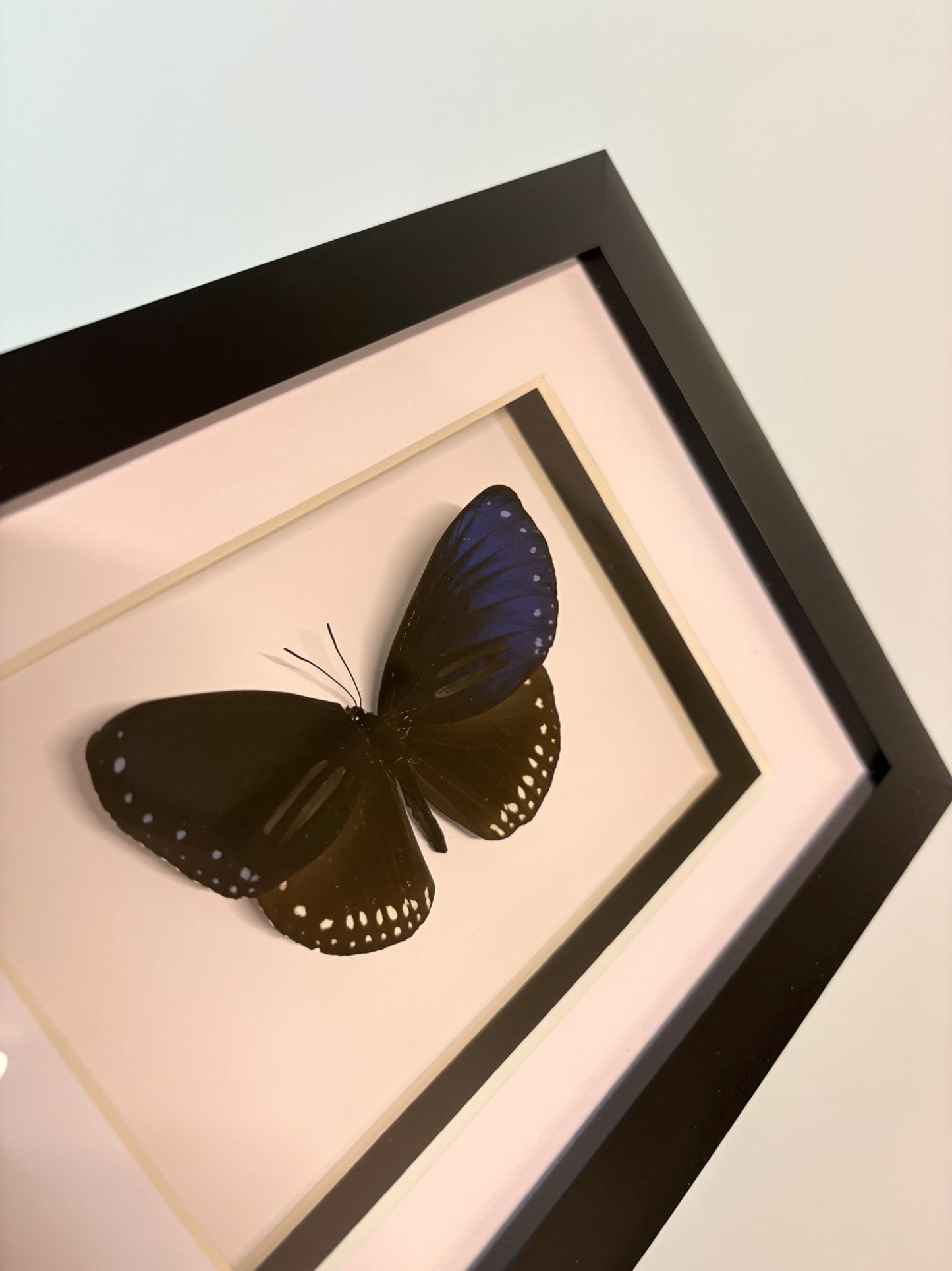 Euploea mulciber – Striped Blue Crow Butterfly