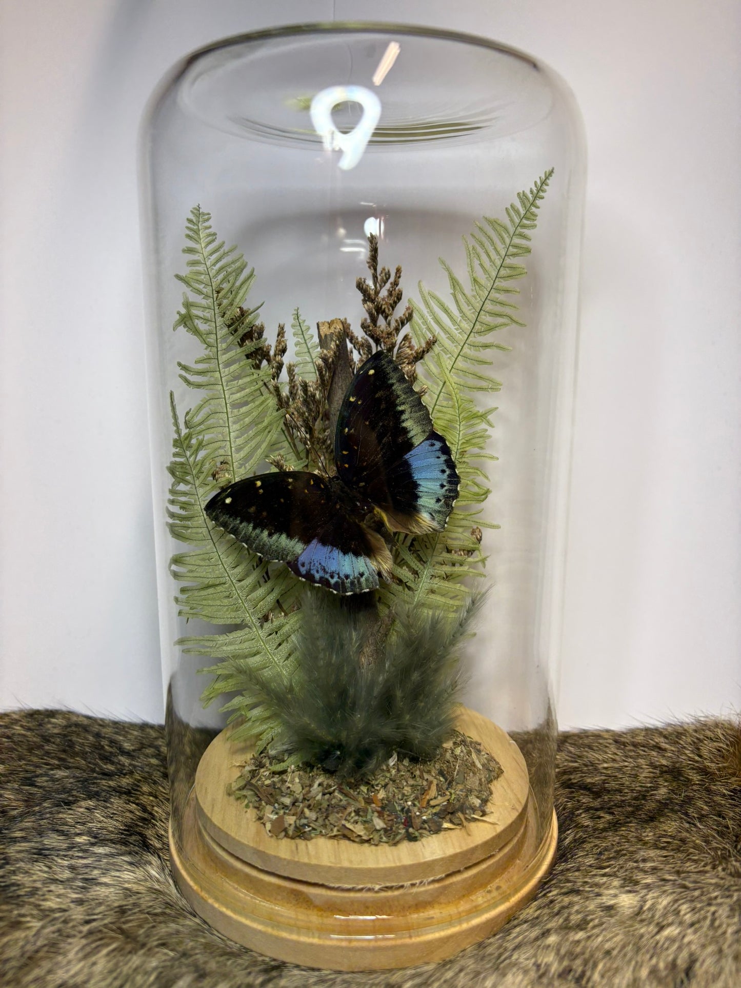 Archduke Butterfly – Large Dome Display