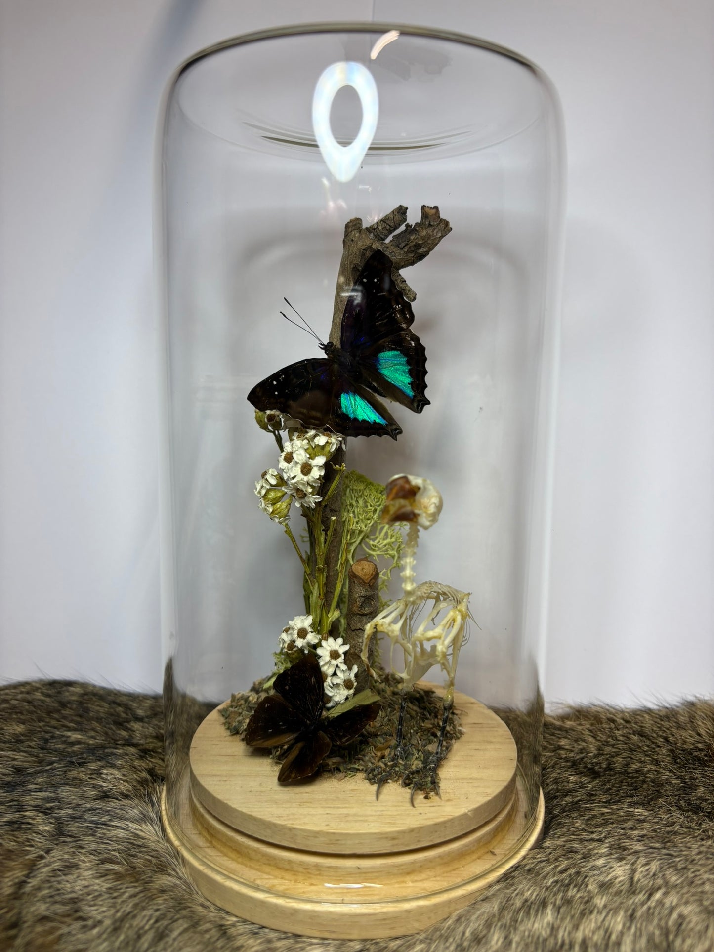 Lonchura punctulata Skeleton with Butterflies – Large Dome
