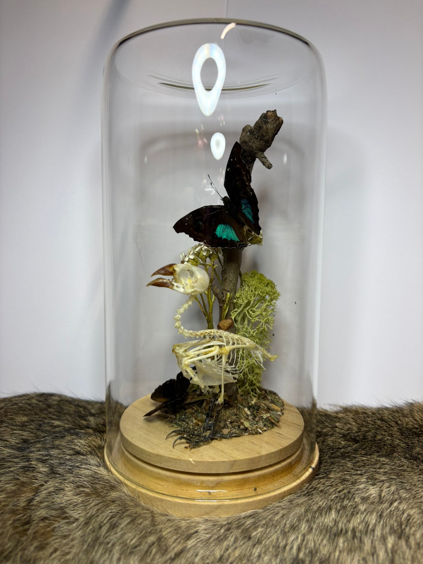 Lonchura punctulata Skeleton with Butterflies – Large Dome