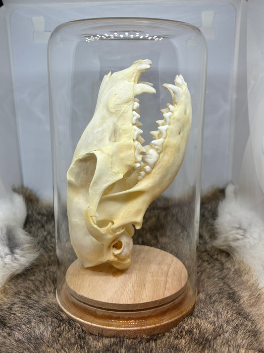 Fox Skull In Dome