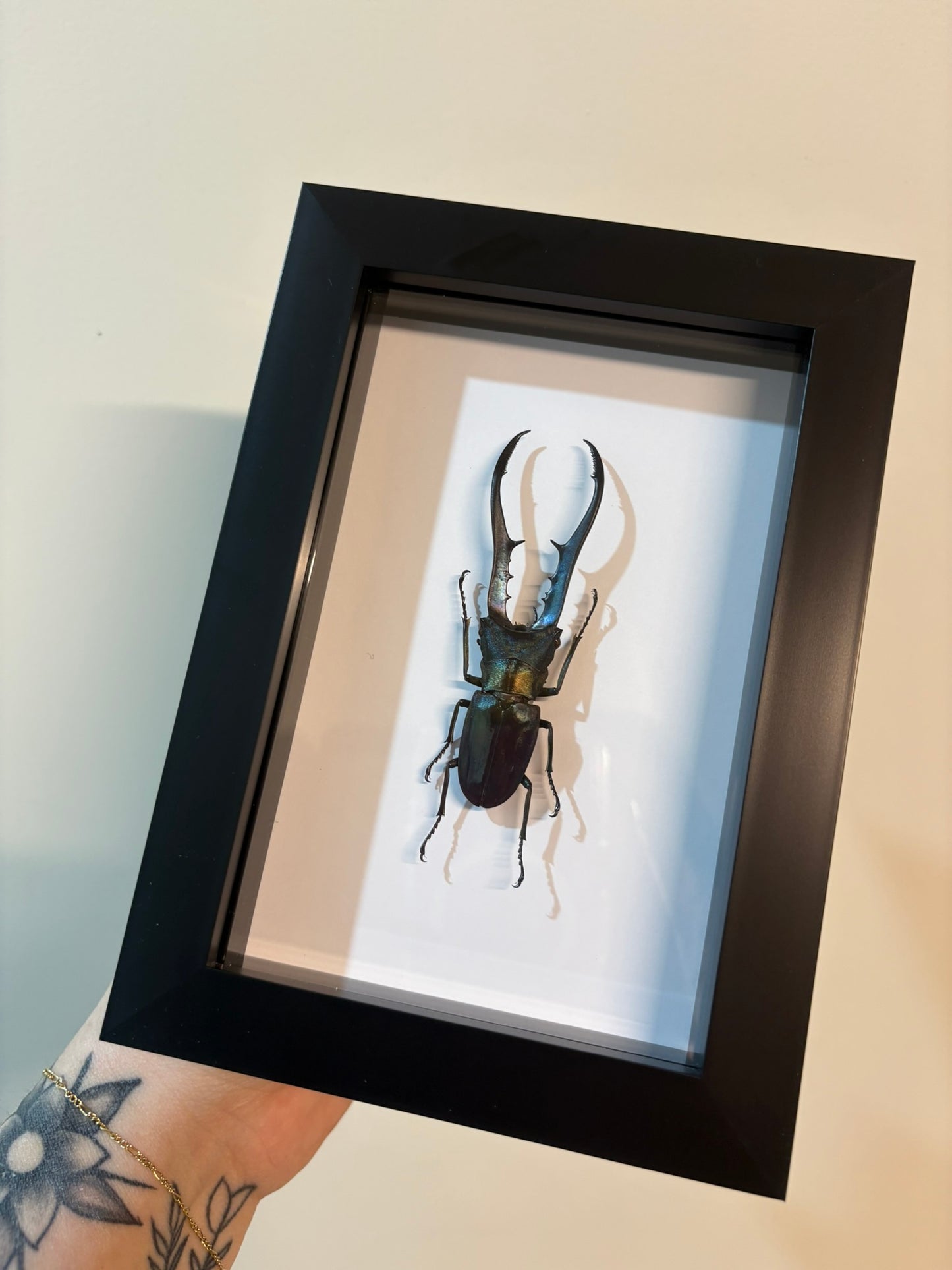 Cyclommatus metallifer finae - Black
