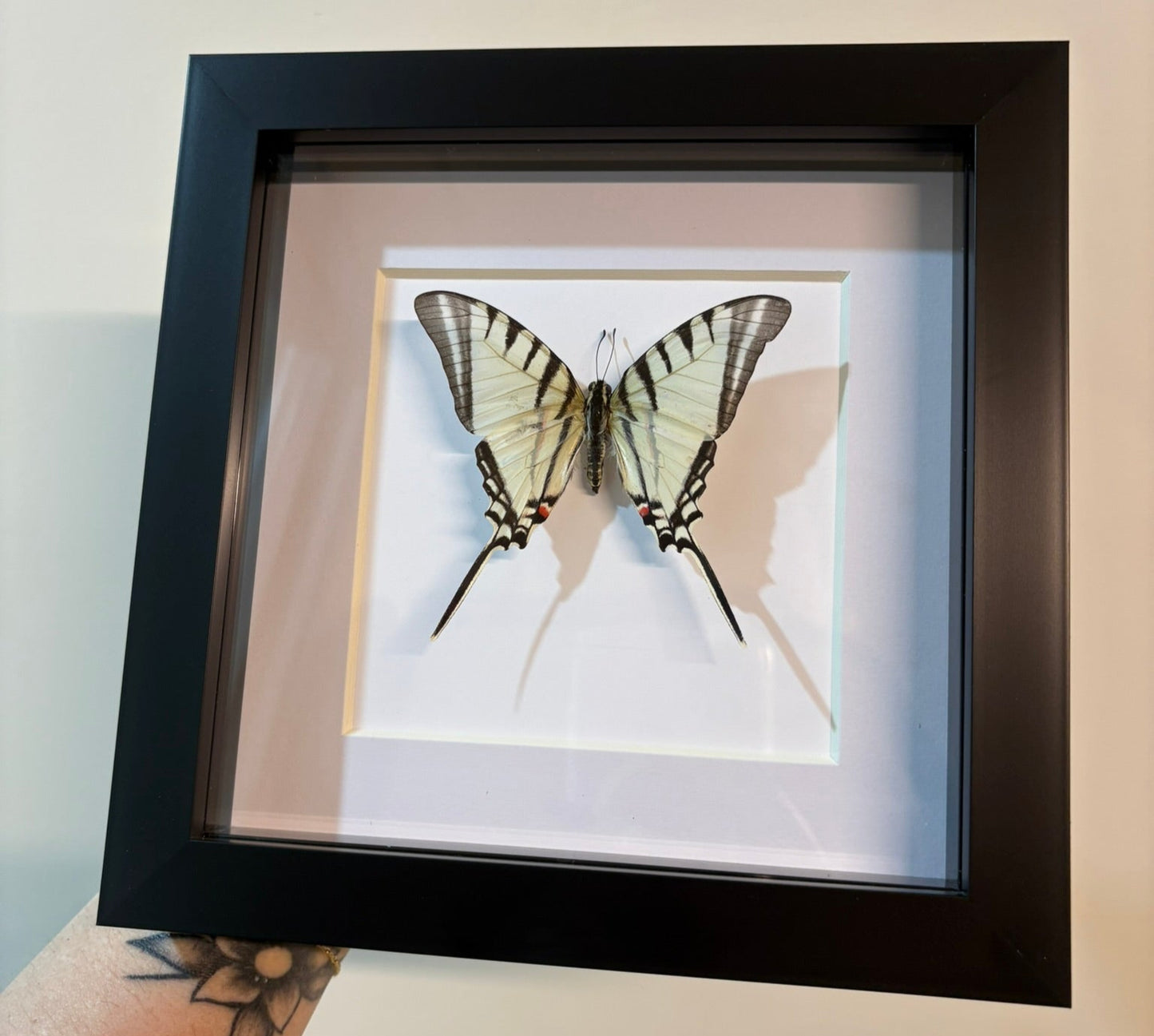 Graphium Antiphates