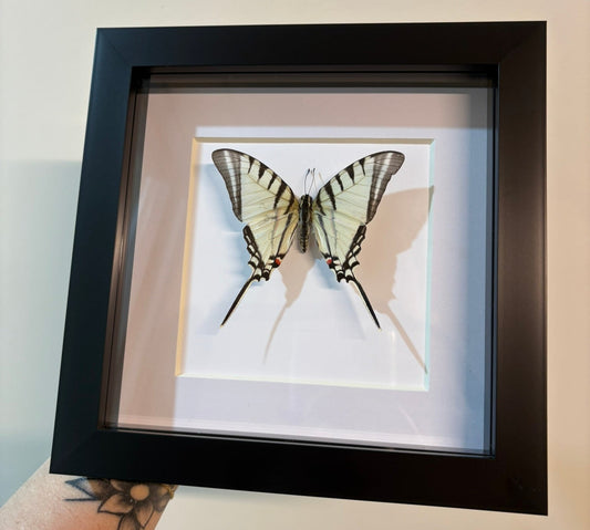 Graphium Antiphates