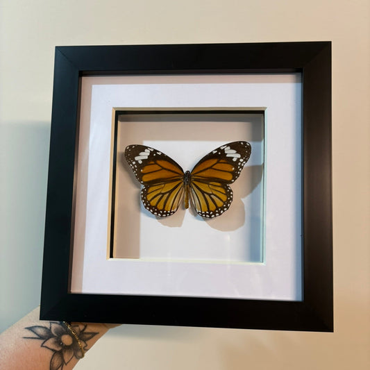 Danaus plexippus