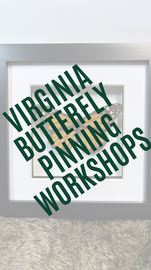 ✨ The Winged Wonderland Butterfly Pinning Workshop - Virginia ✨