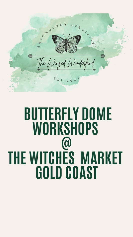 Dome Workshops @ Witches Night Market Gold Coast