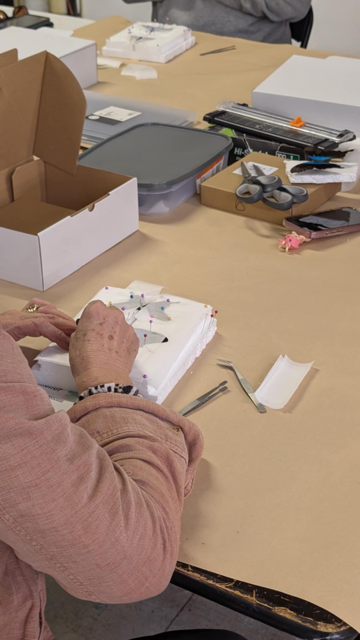Swallowtail Butterfly Pinning Workshop - Virginia