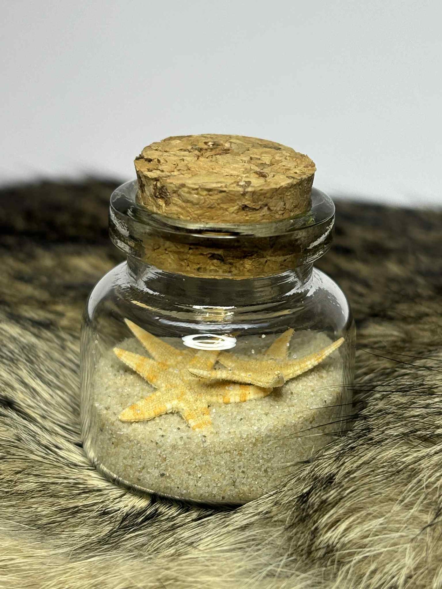 Sea Jar's
