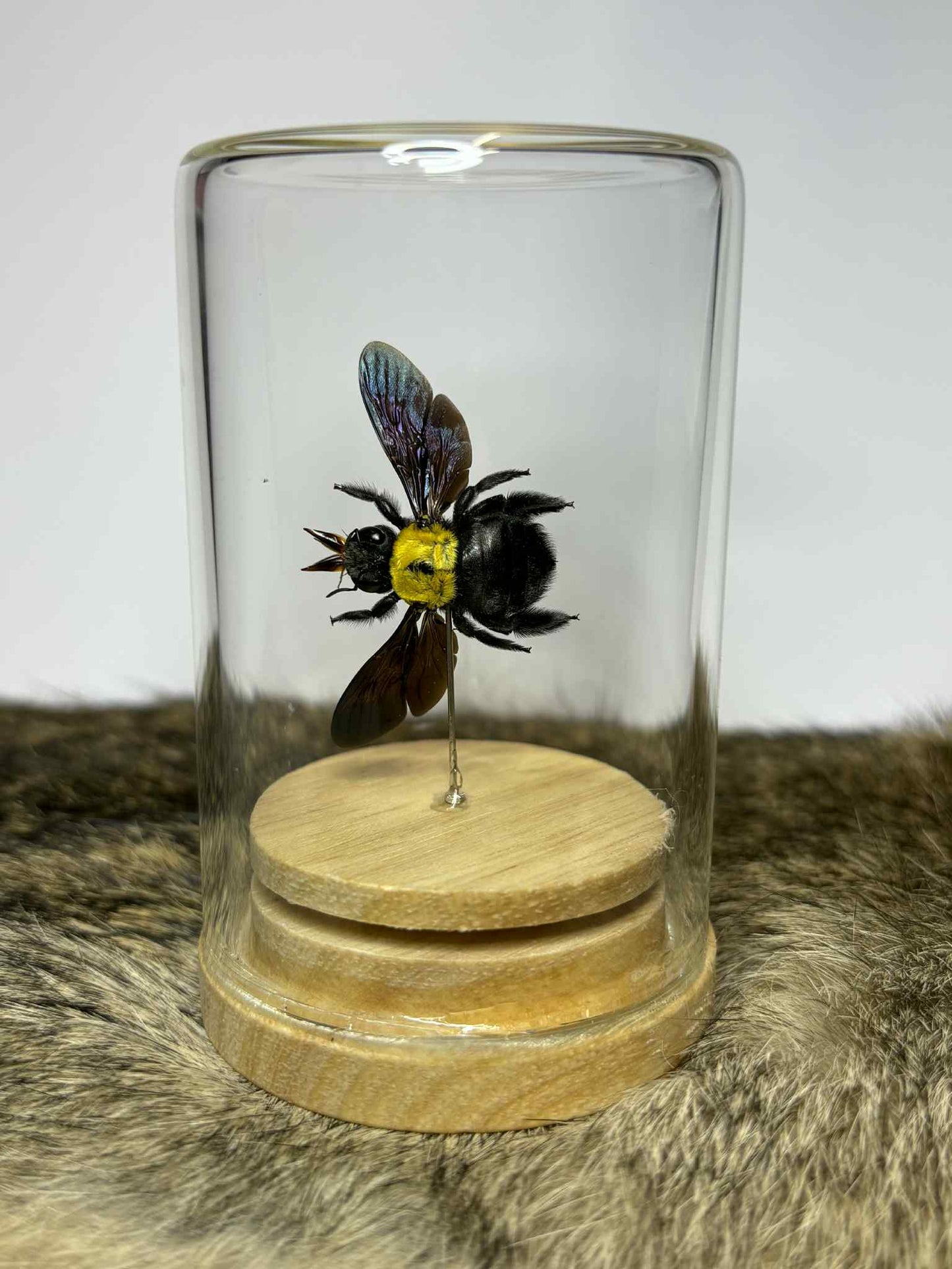 Specimen Isolate Dome