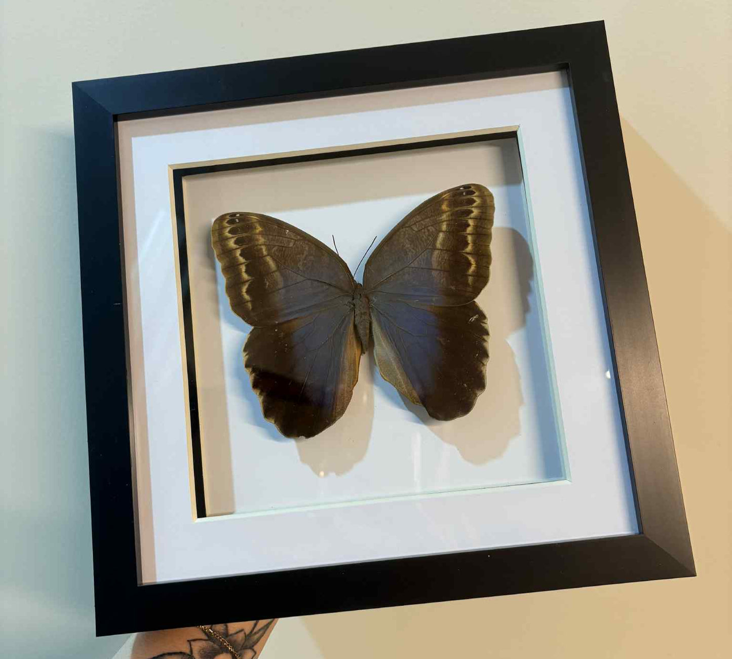 Caligo illioneus oberon – Giant Owl Butterfly