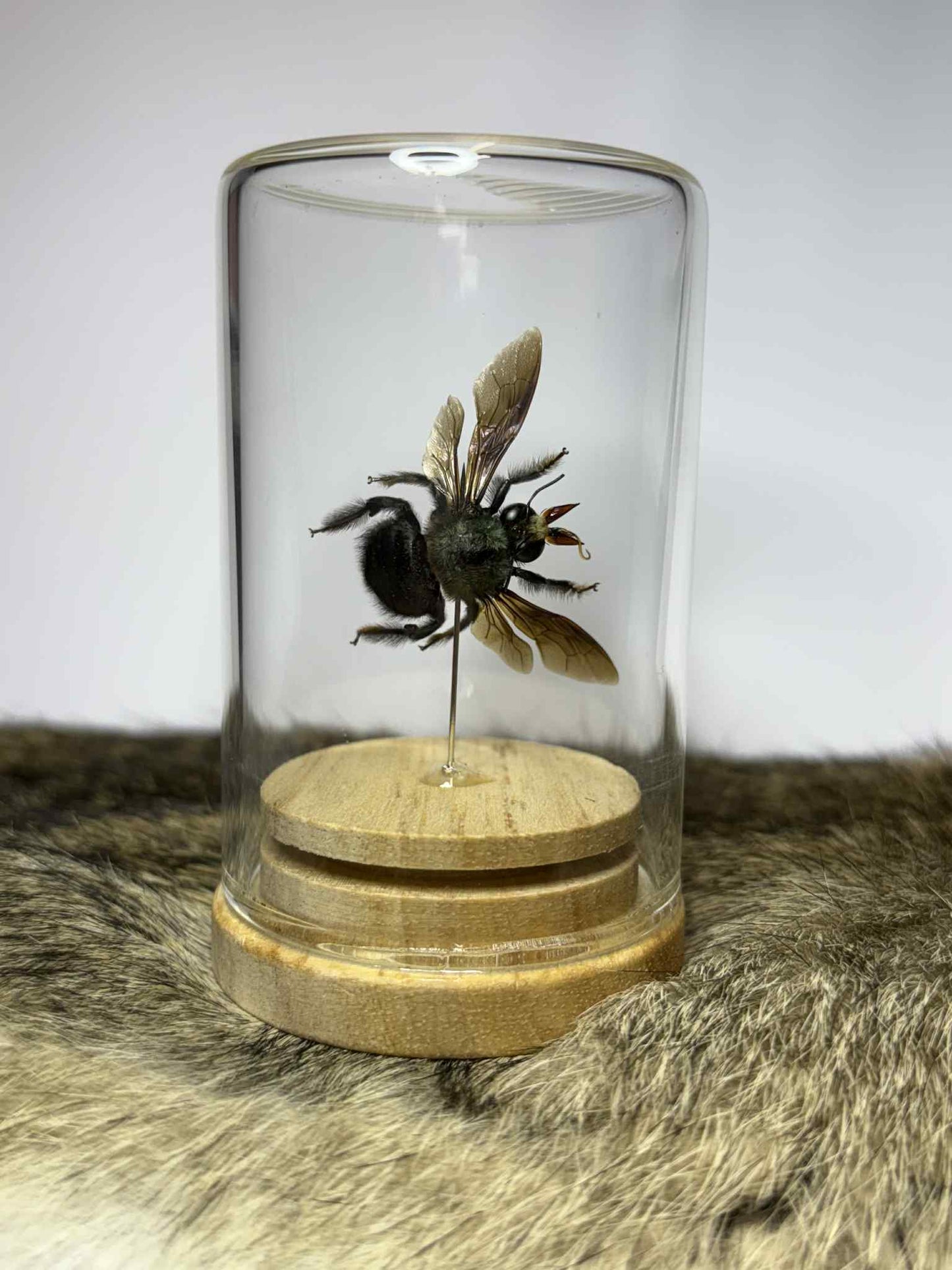 Specimen Isolate Dome