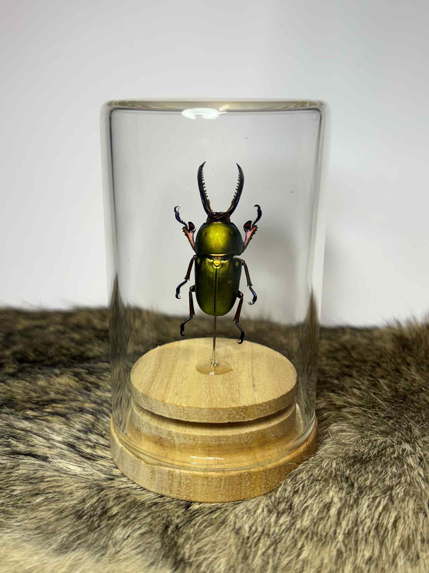 Specimen Isolate Dome