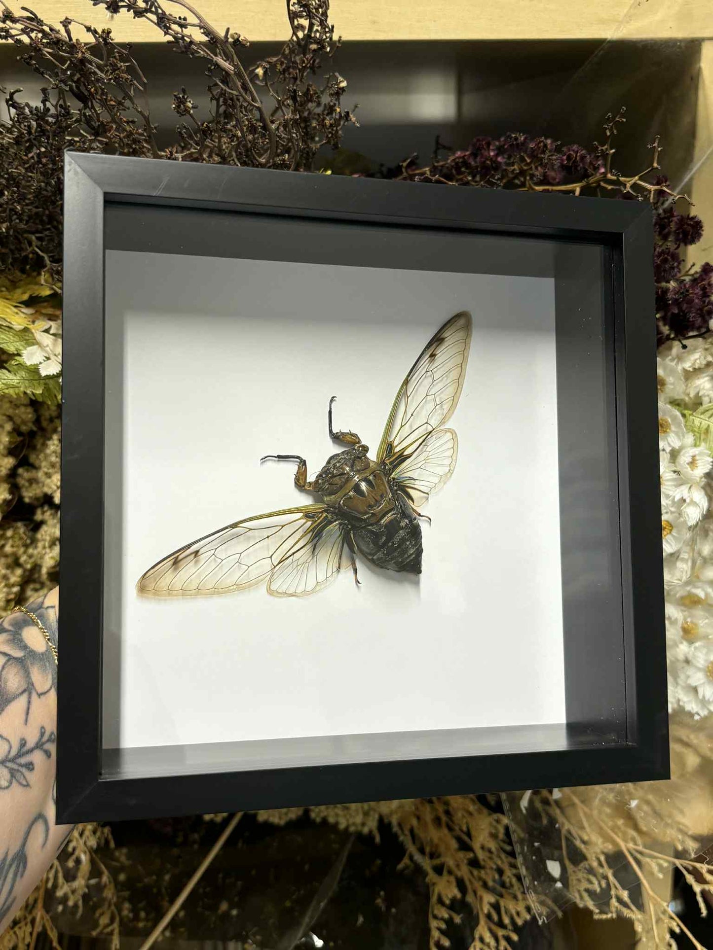 Cryptotympana diomedea - 6x6 Deep Frame