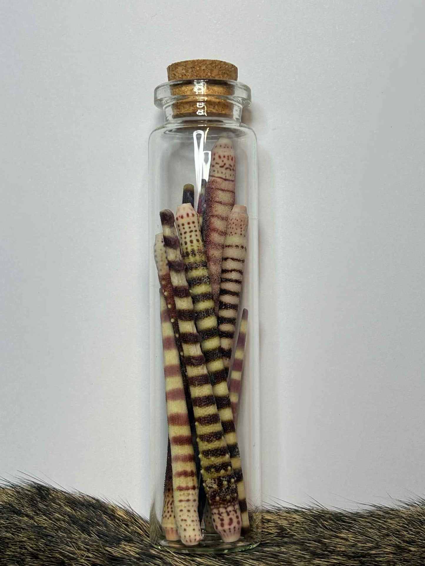 Sea Jar's