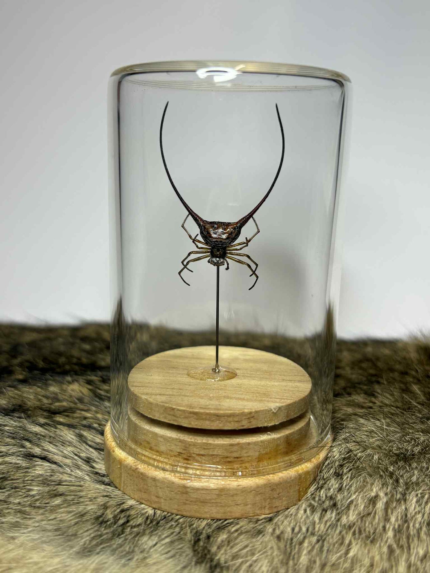 Specimen Isolate Dome