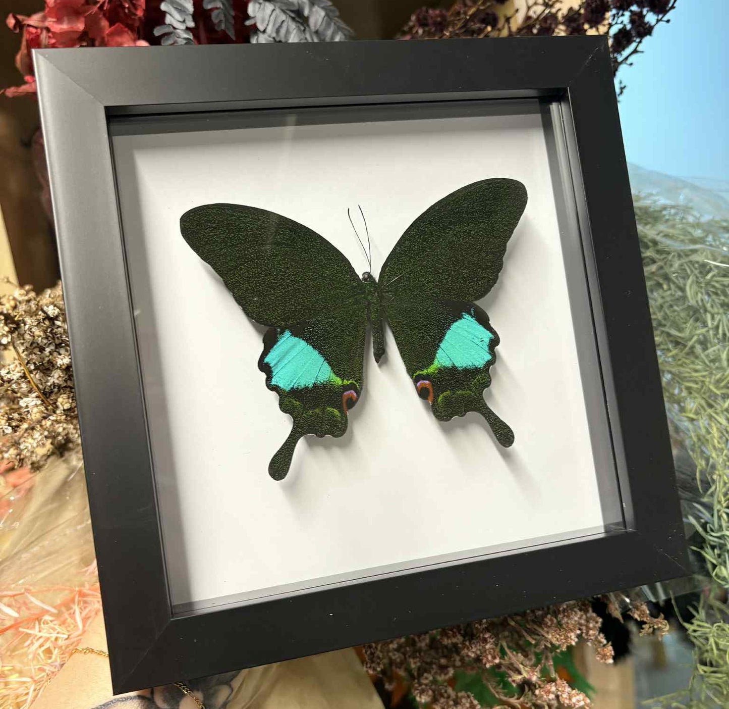 Swallowtail Butterfly Pinning Workshop - Virginia