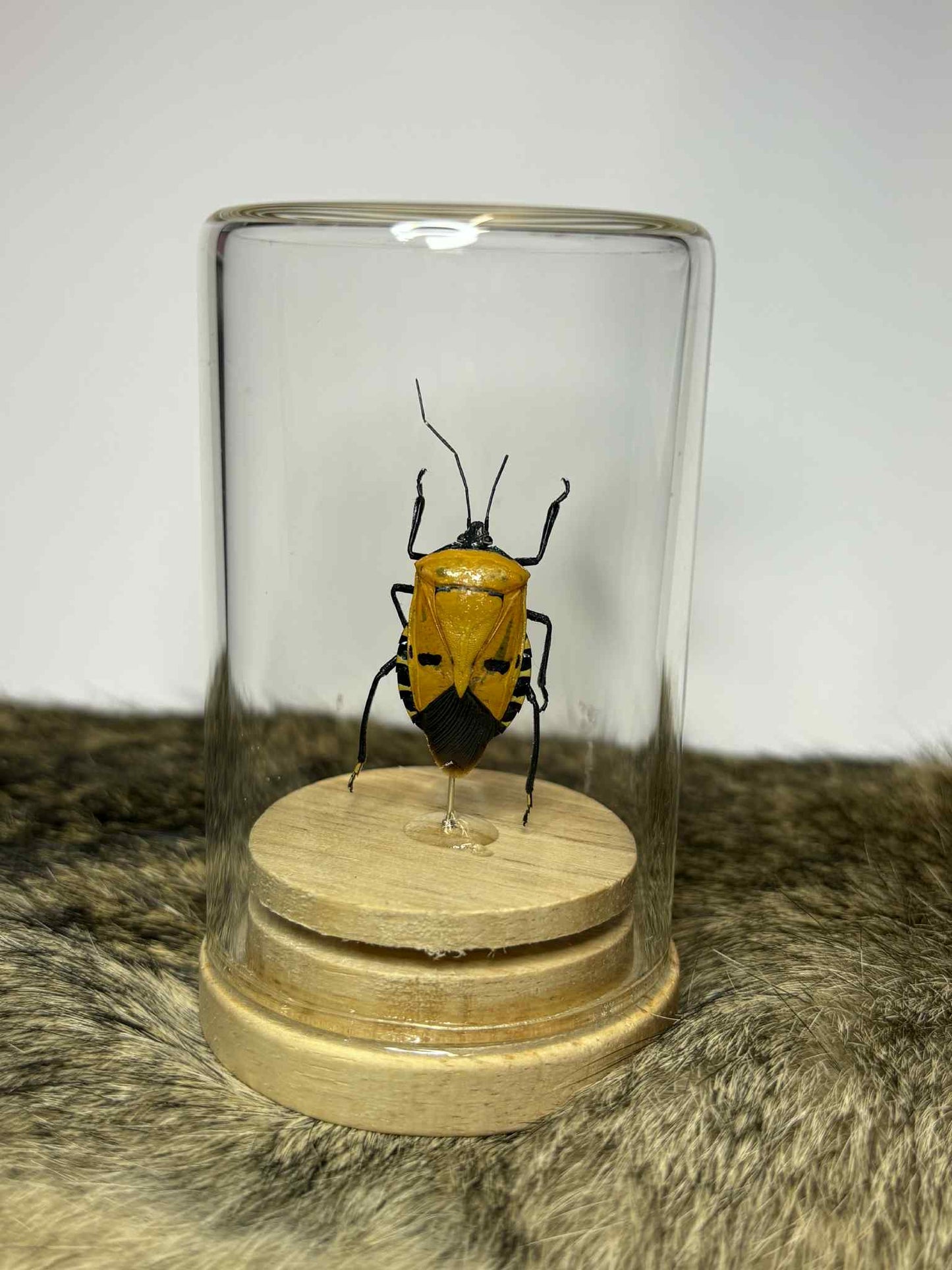 Specimen Isolate Dome