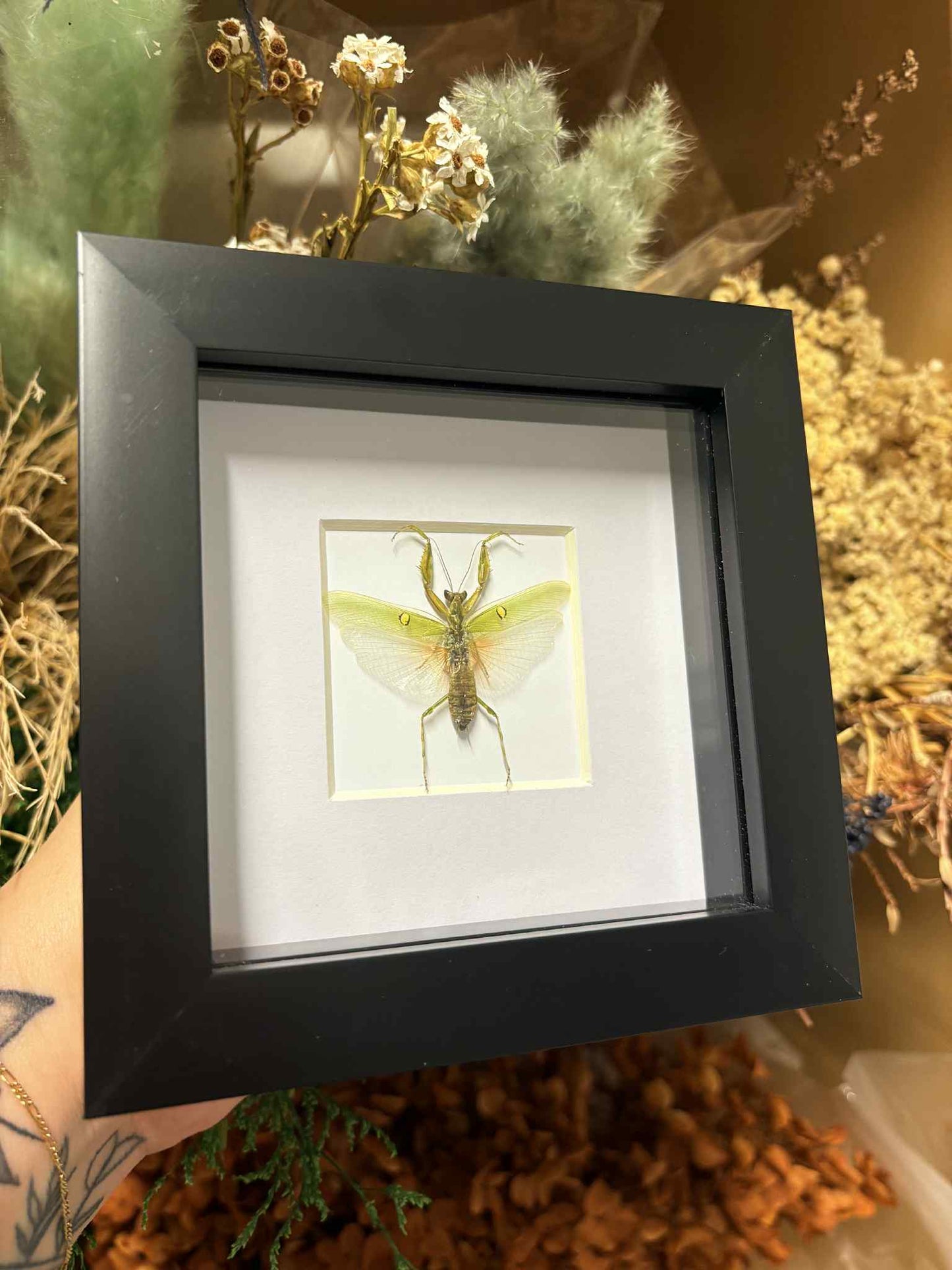 Creobroter Gemmatus – Jeweled Flower Mantis