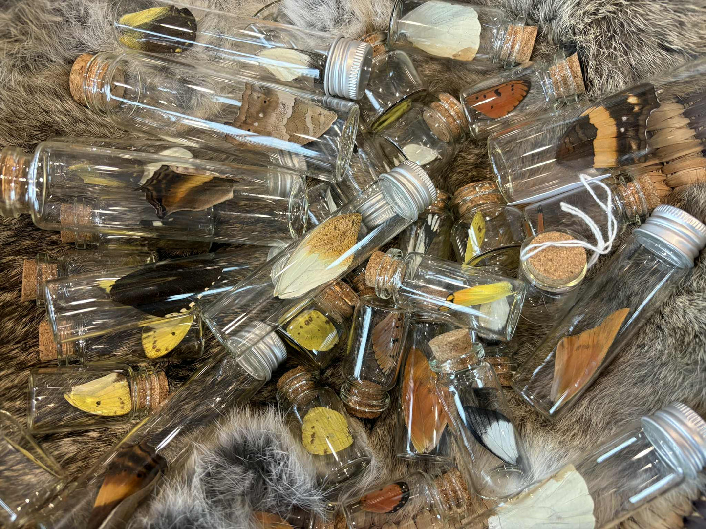 Butterfly Wing Jar's – Random Selection