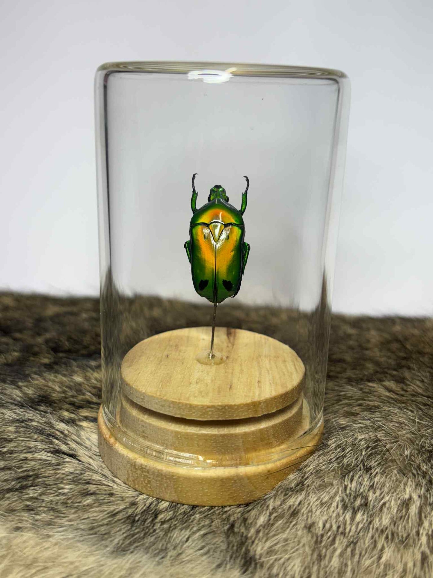 Specimen Isolate Dome