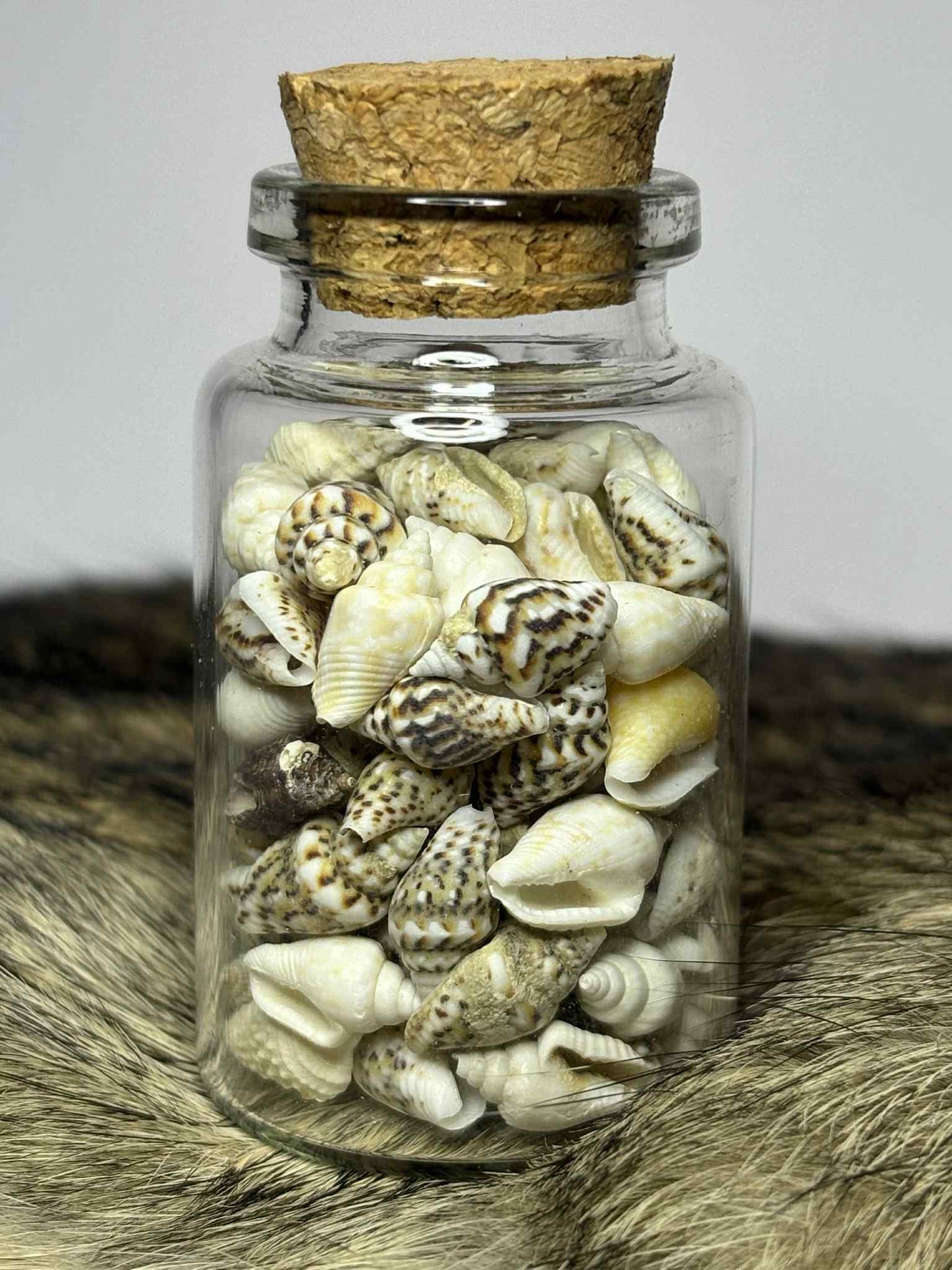 Sea Jar's