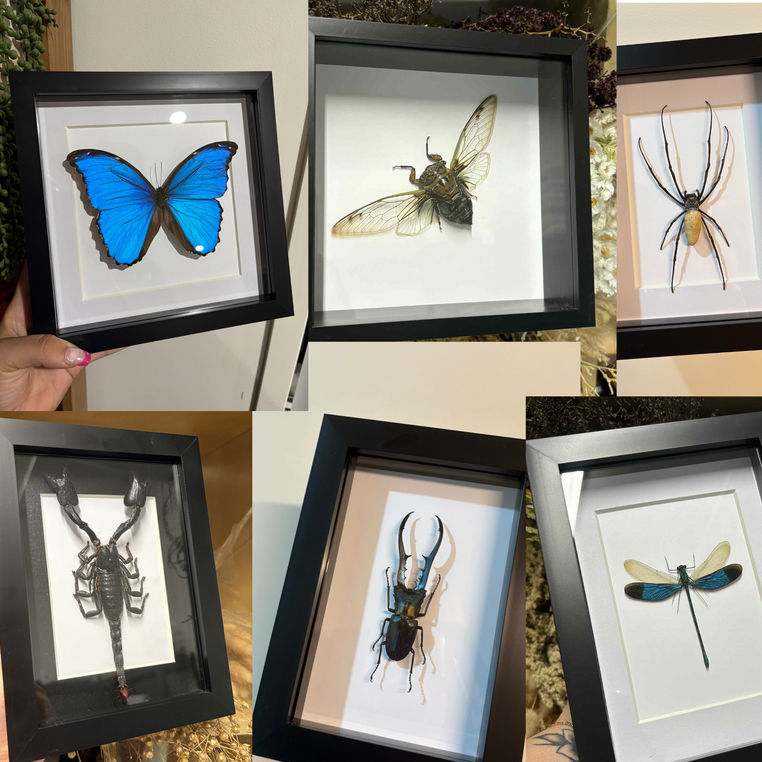 Arthropods