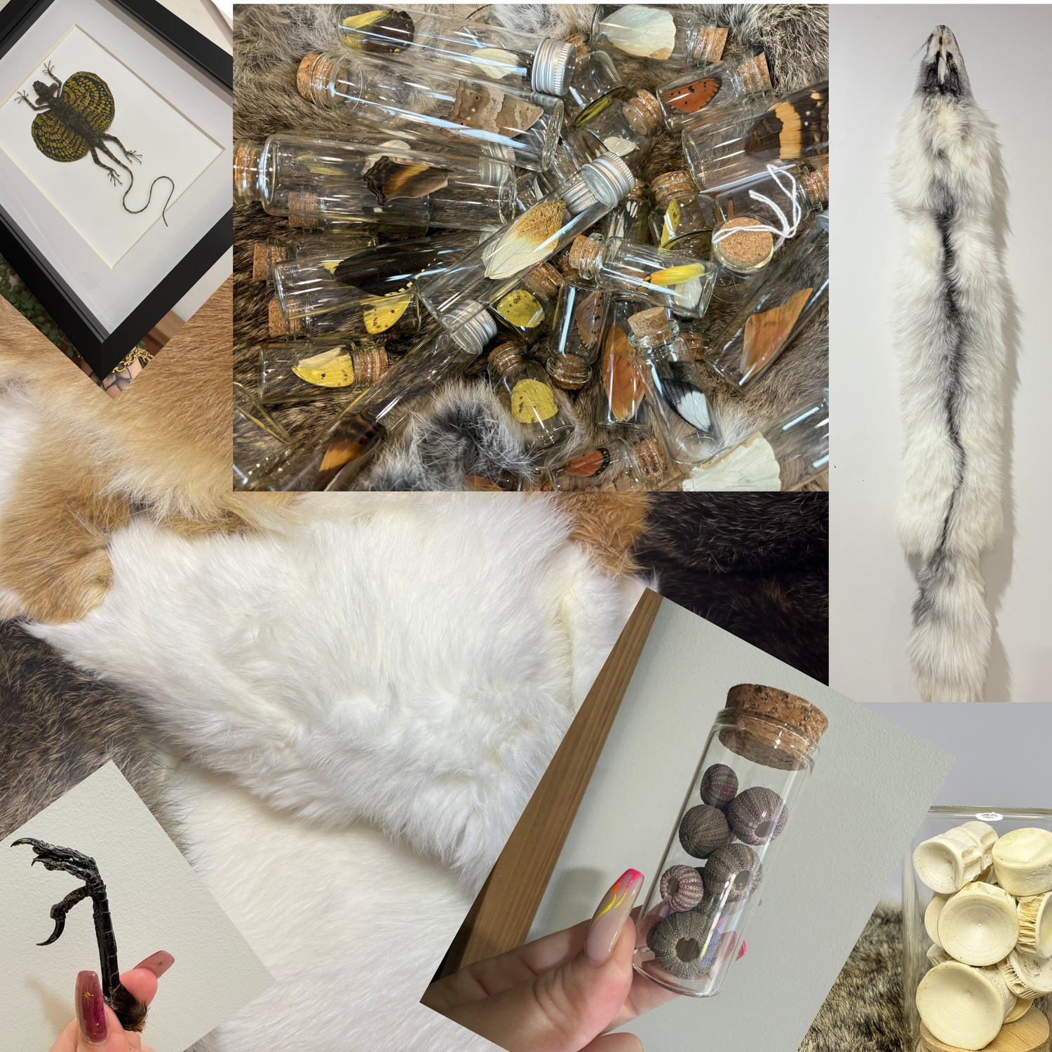 Fur, Bones, Taxidermy, and other oddities