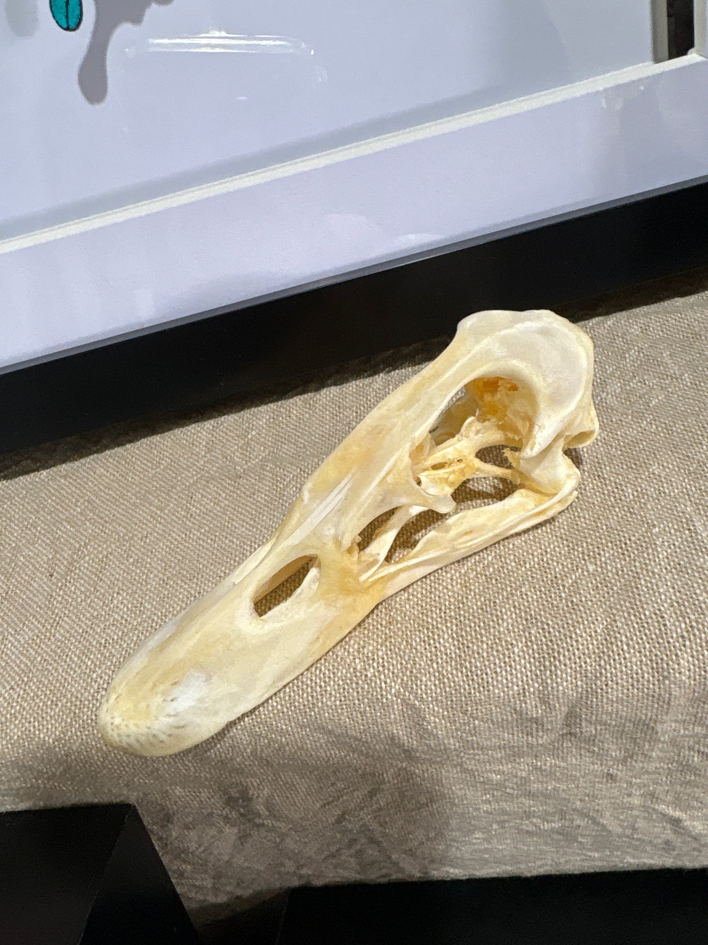 Duck Skull