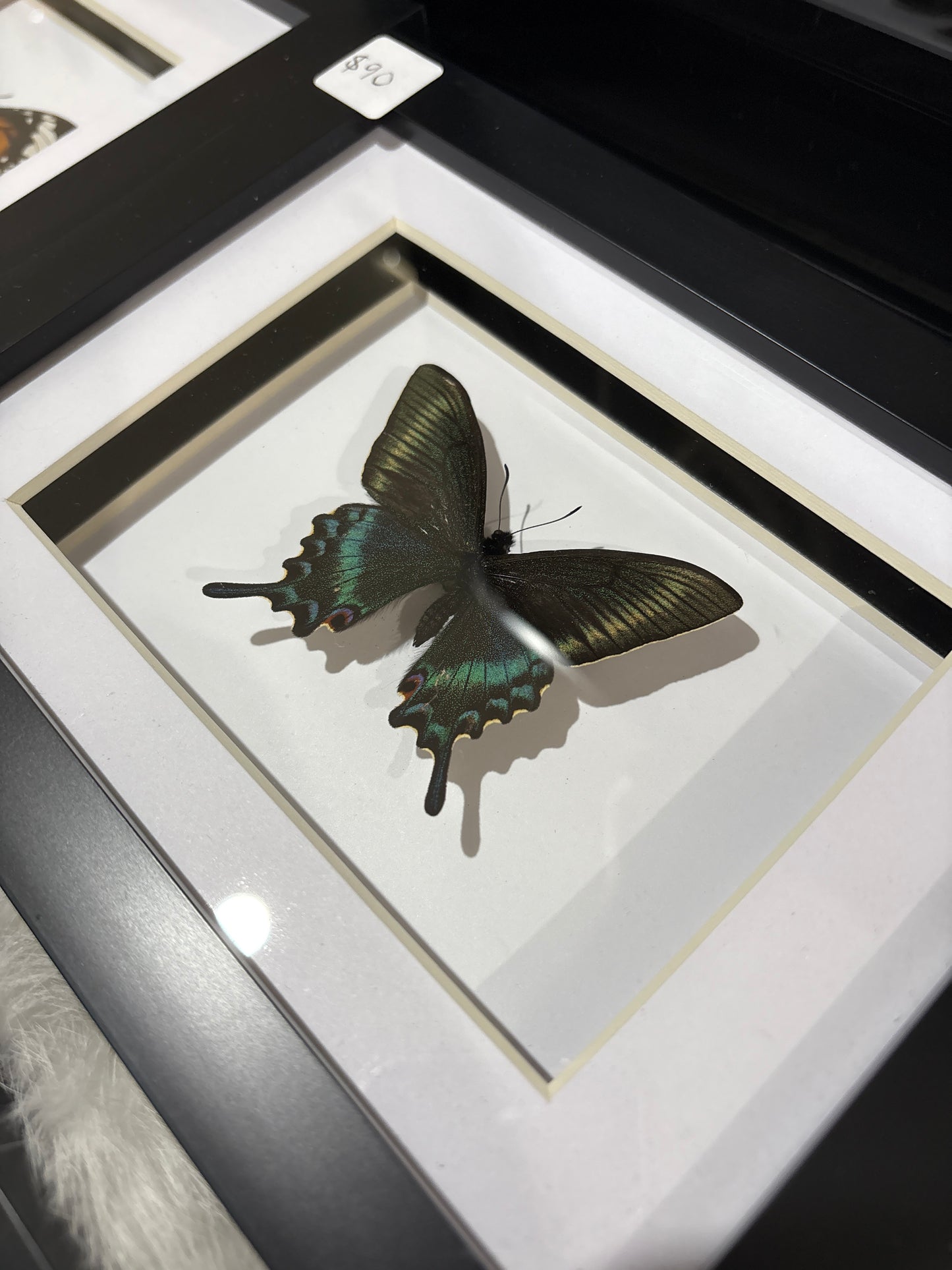 Papilio Maackii