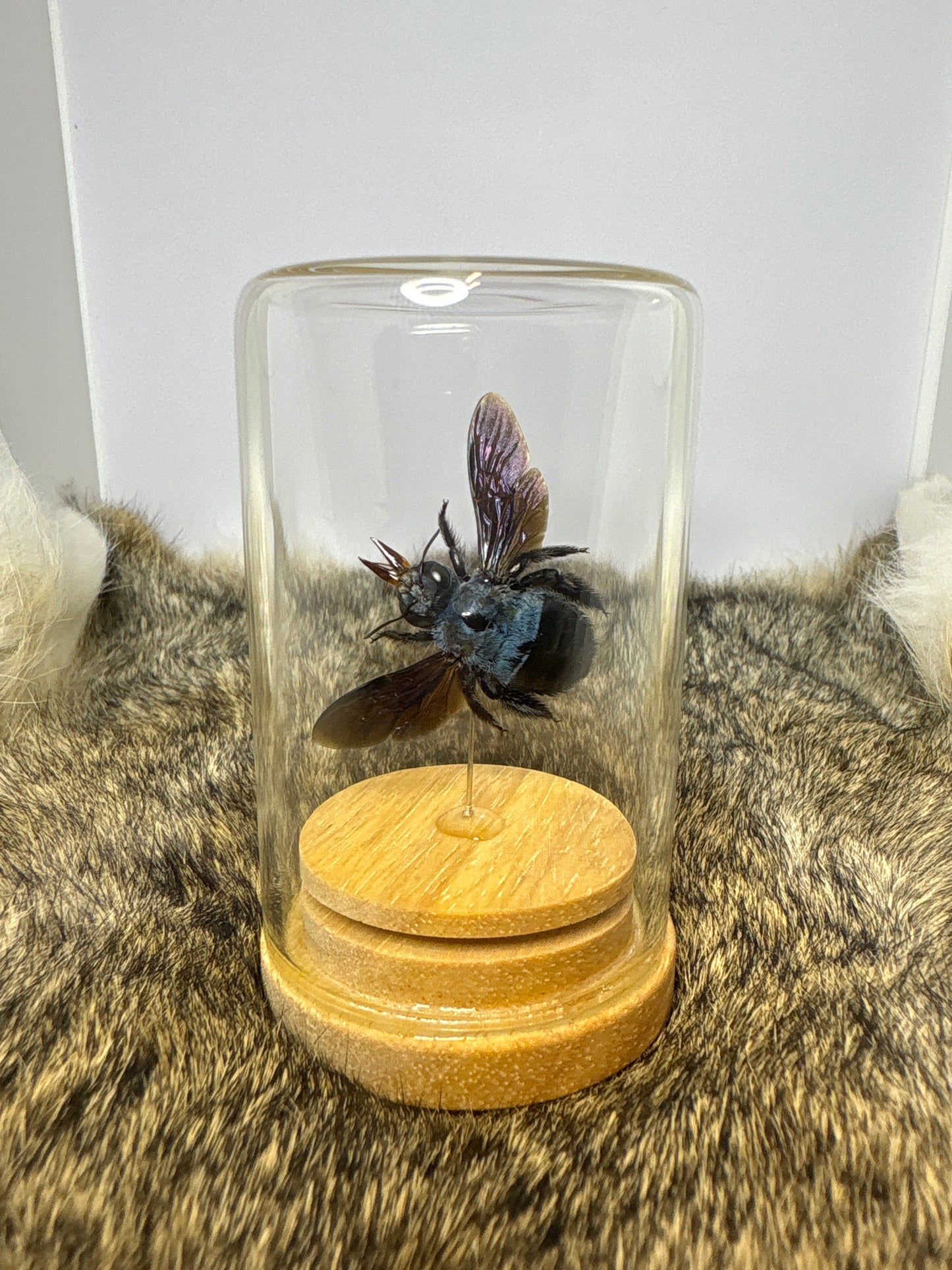 Xylocopa Caerulea Isolate Dome - Female