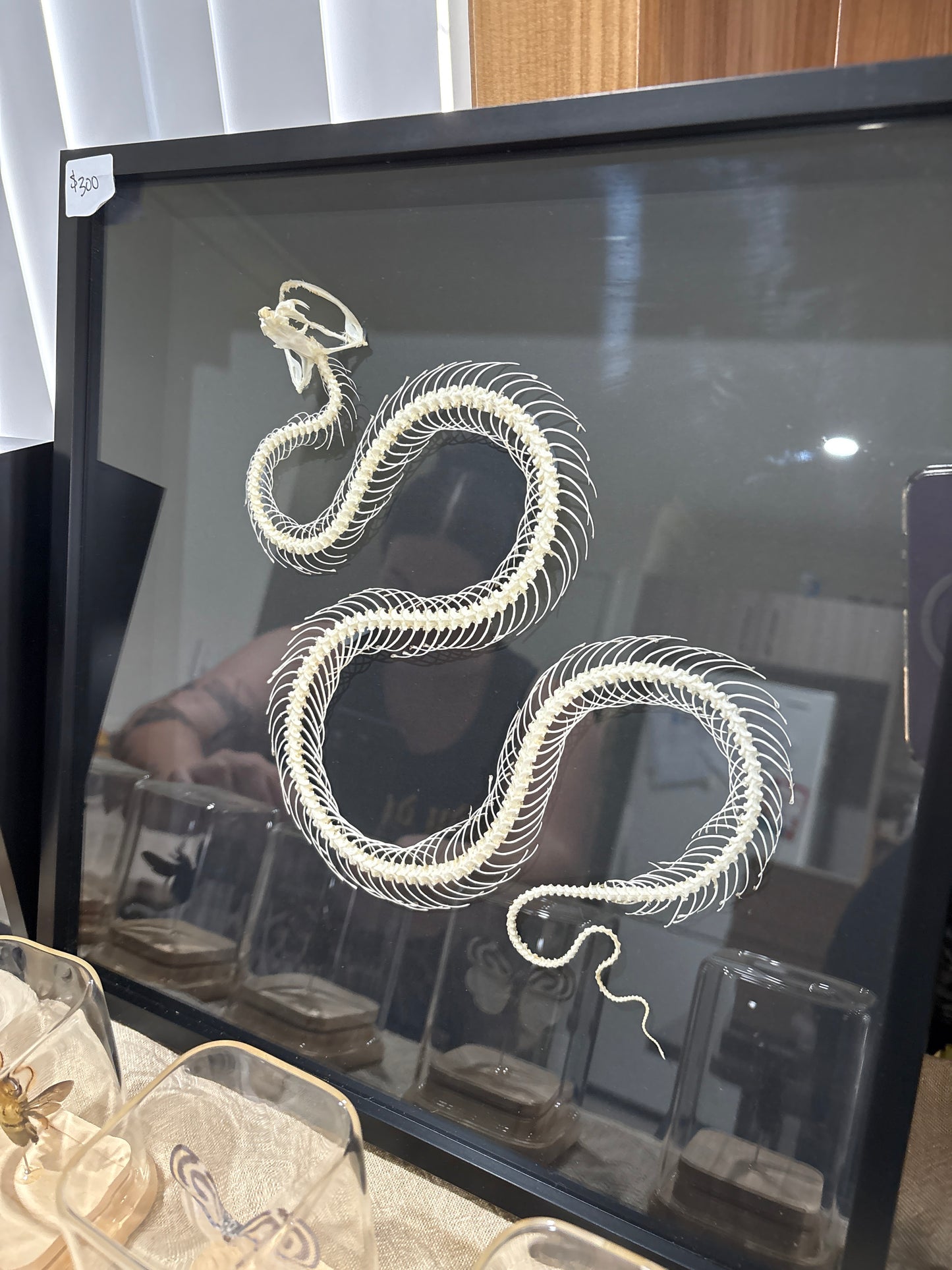 Trimeresurus albolabris - 20x20