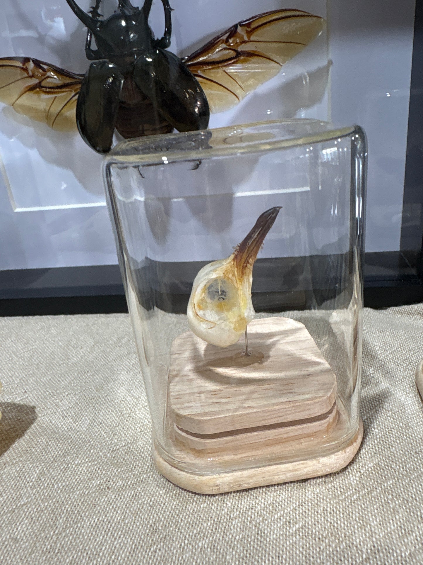 Bird skull mini dome