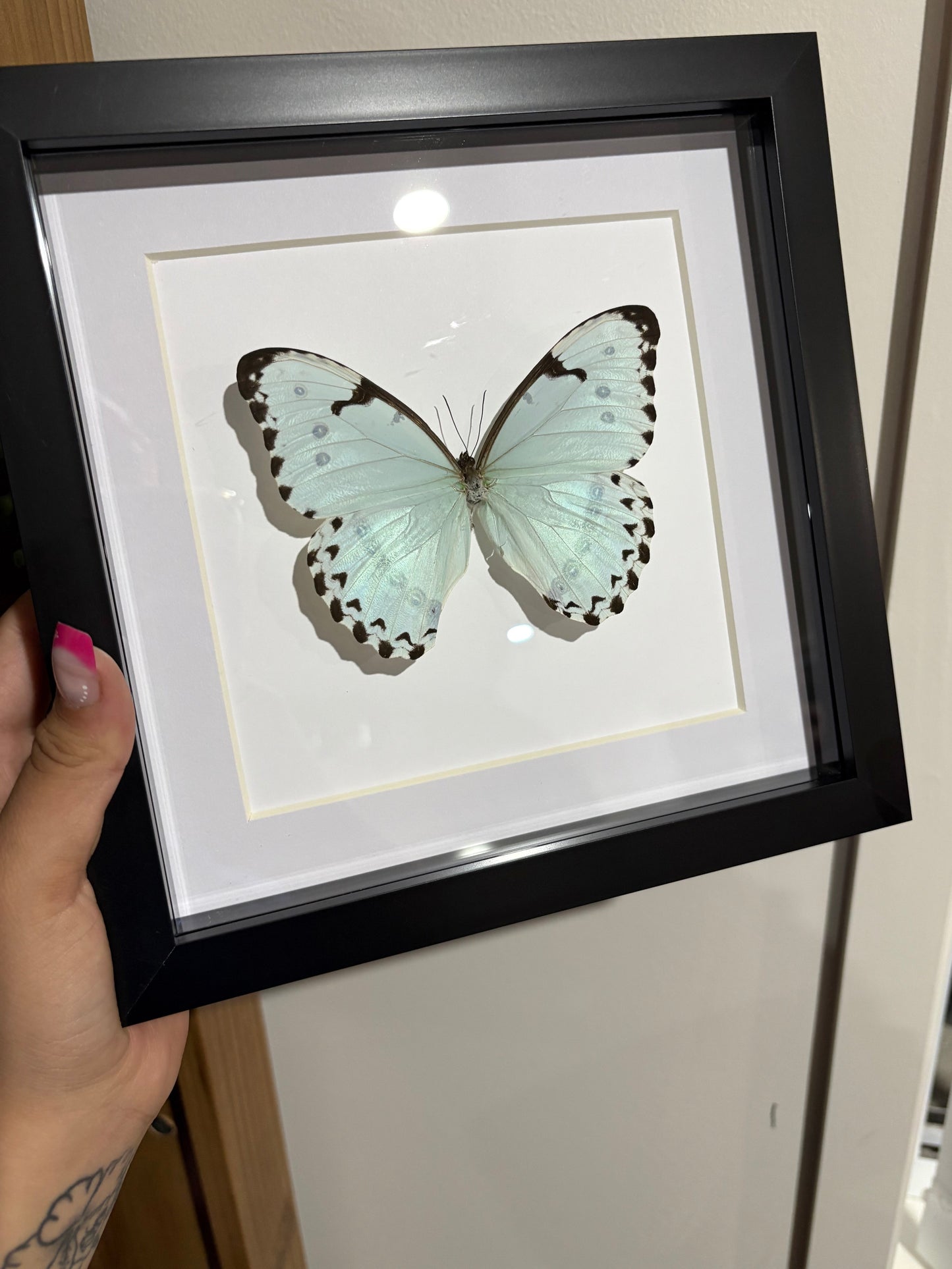 Morpho Catenarius