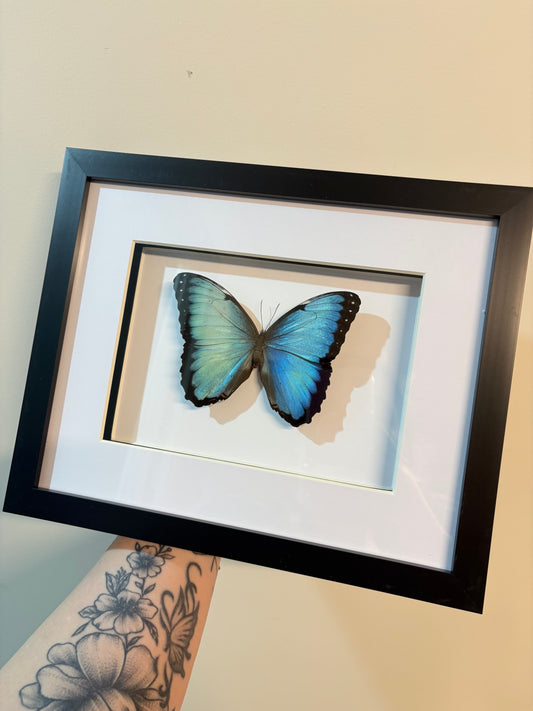 Morpho peleides