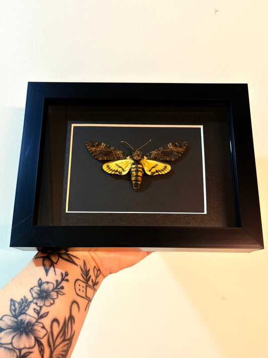 Acherontia Styx - Lesser Death's Head Hawks Moth