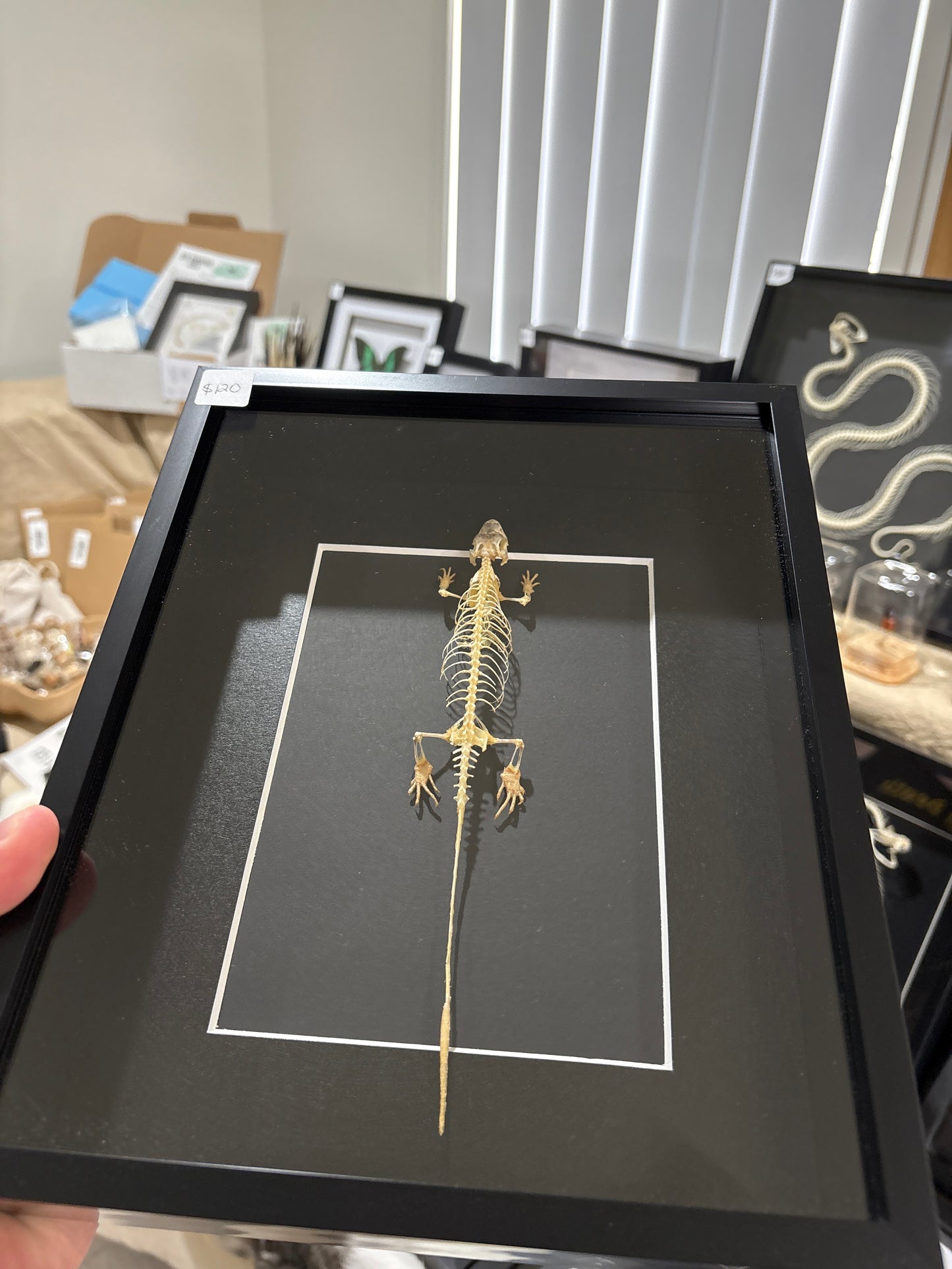 Eutropis multifasciata