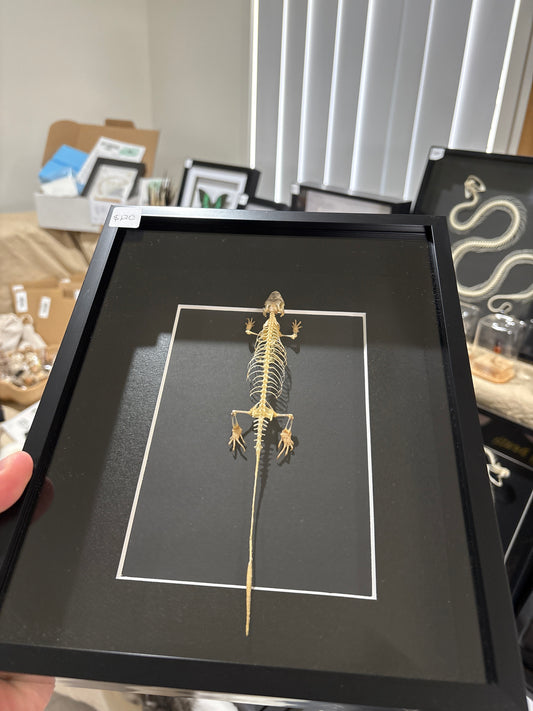 Eutropis multifasciata