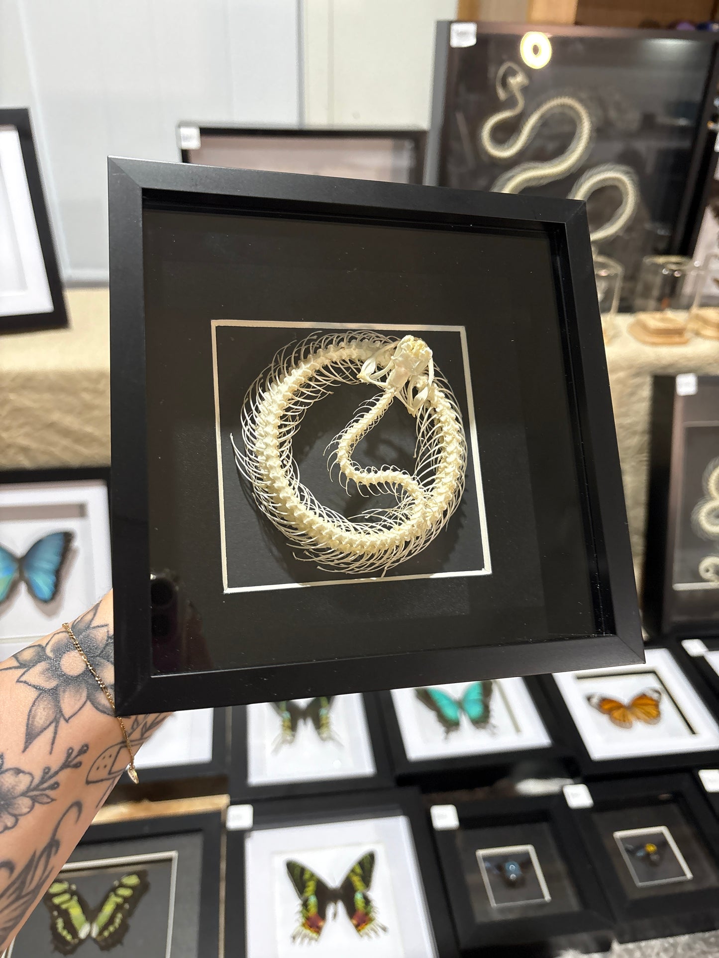 Trimeresurus albolabris - Coiled