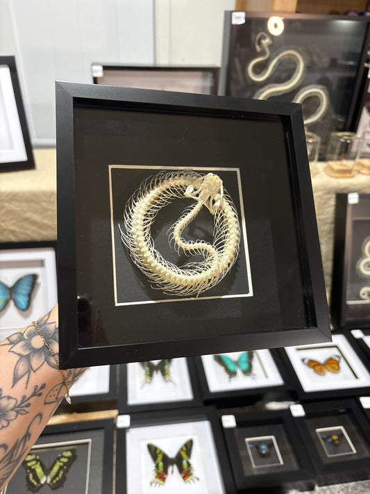 Trimeresurus albolabris - Coiled