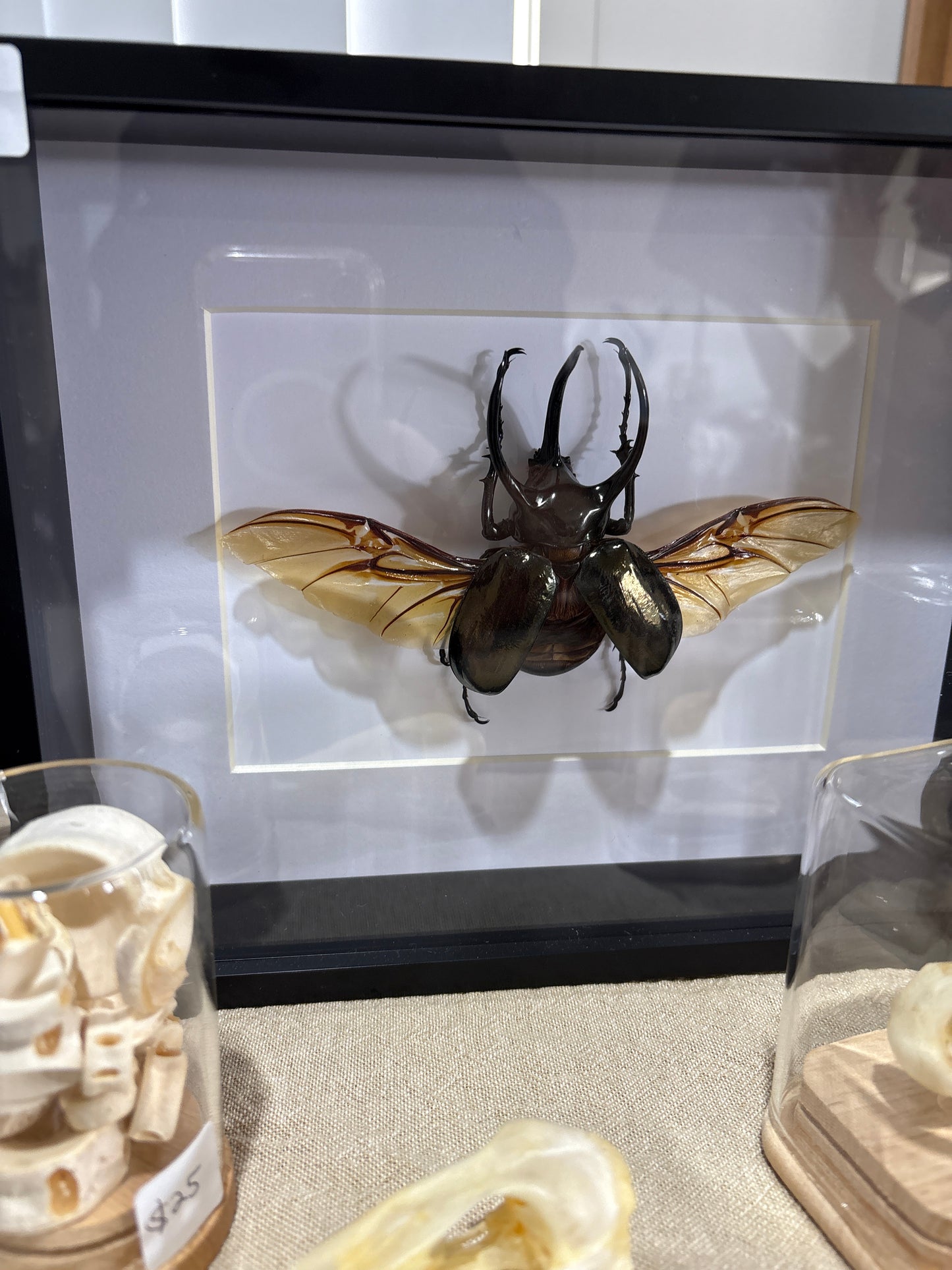 Chalcosoma atlas atlas - Spread