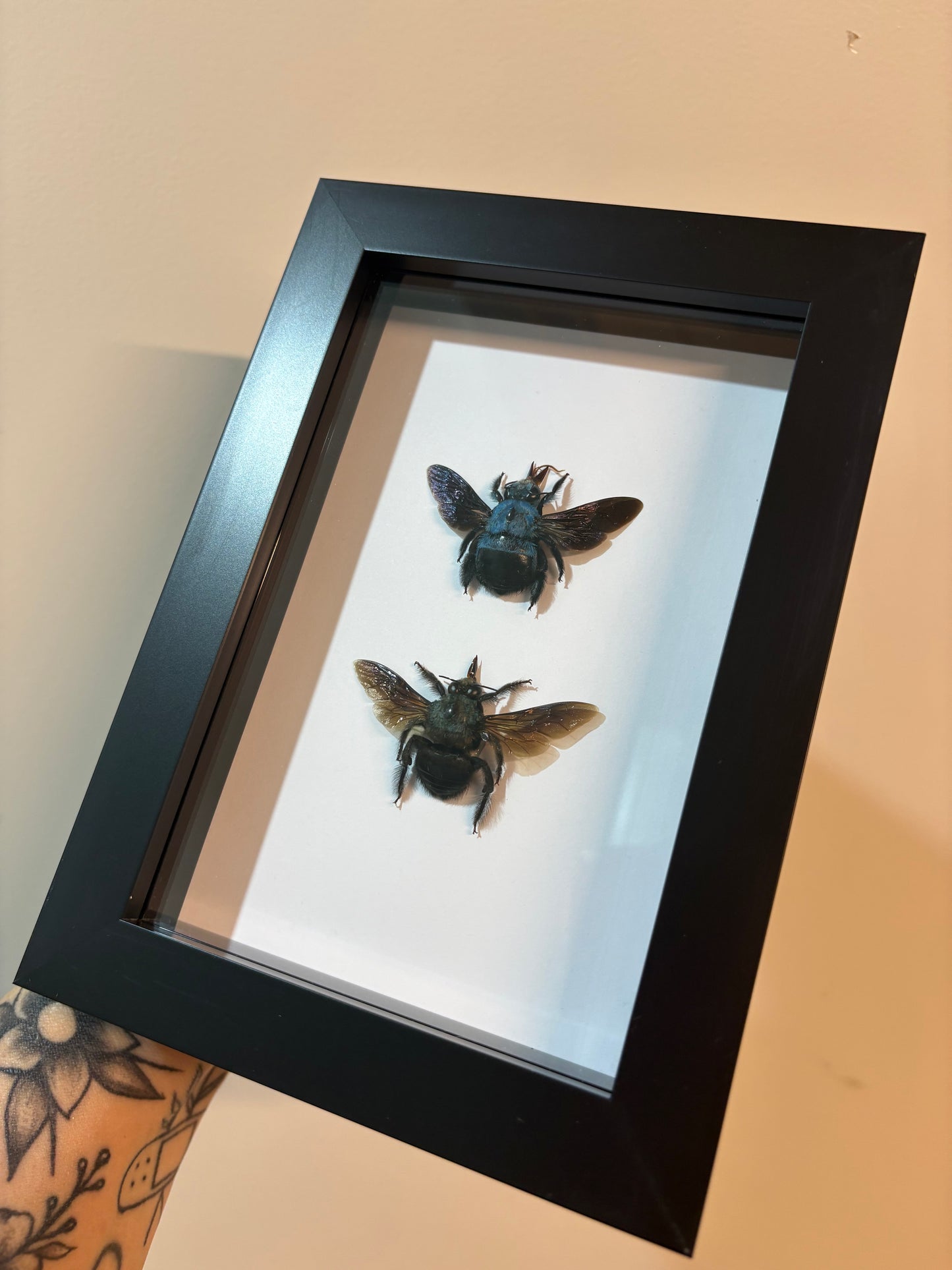Xylocopa Caerulea - Blue Carpenter Bee Duo