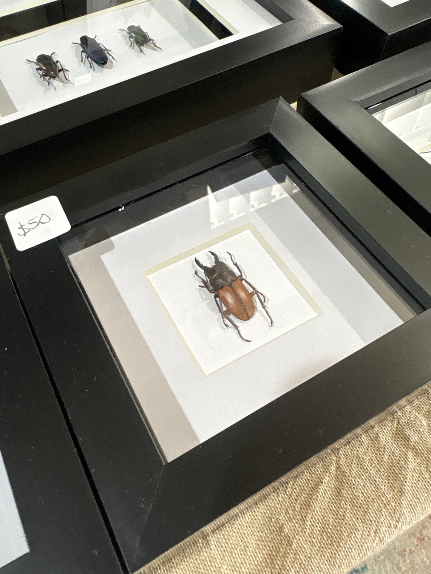 Mini stag beetle