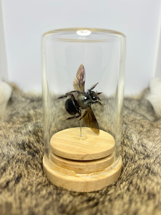 Xylocopa Caerulea Isolate Dome - Male