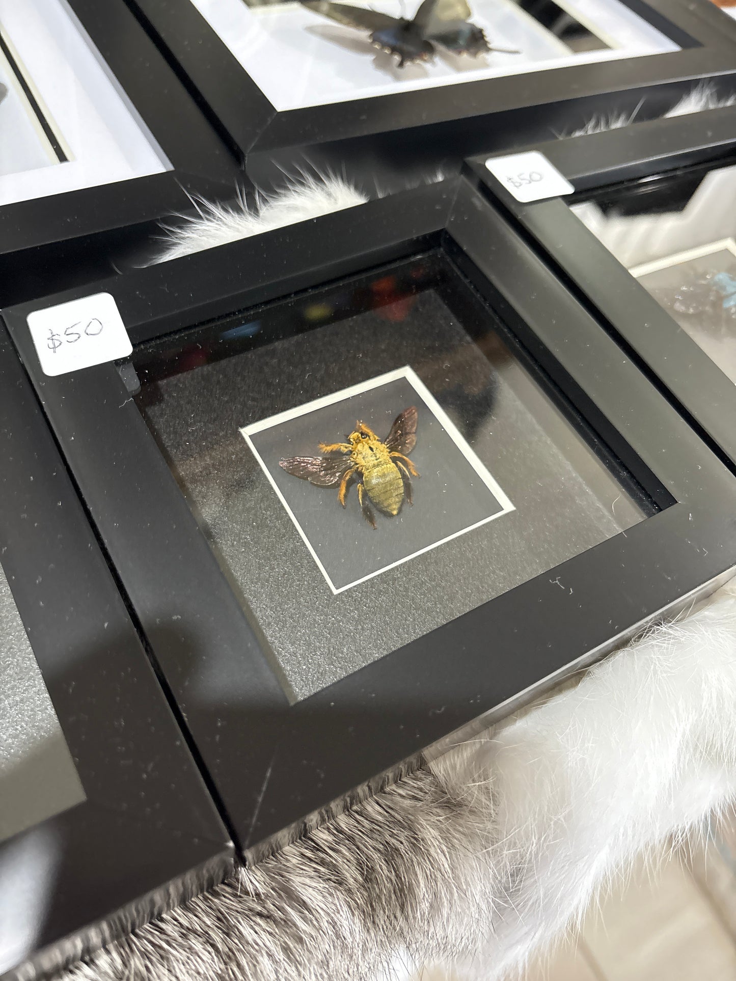 Xylocopa Aestuans - Male