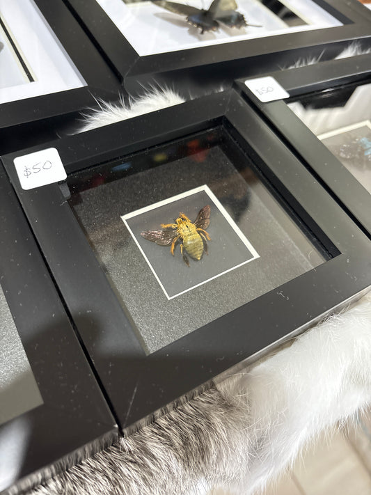 Xylocopa Aestuans - Male