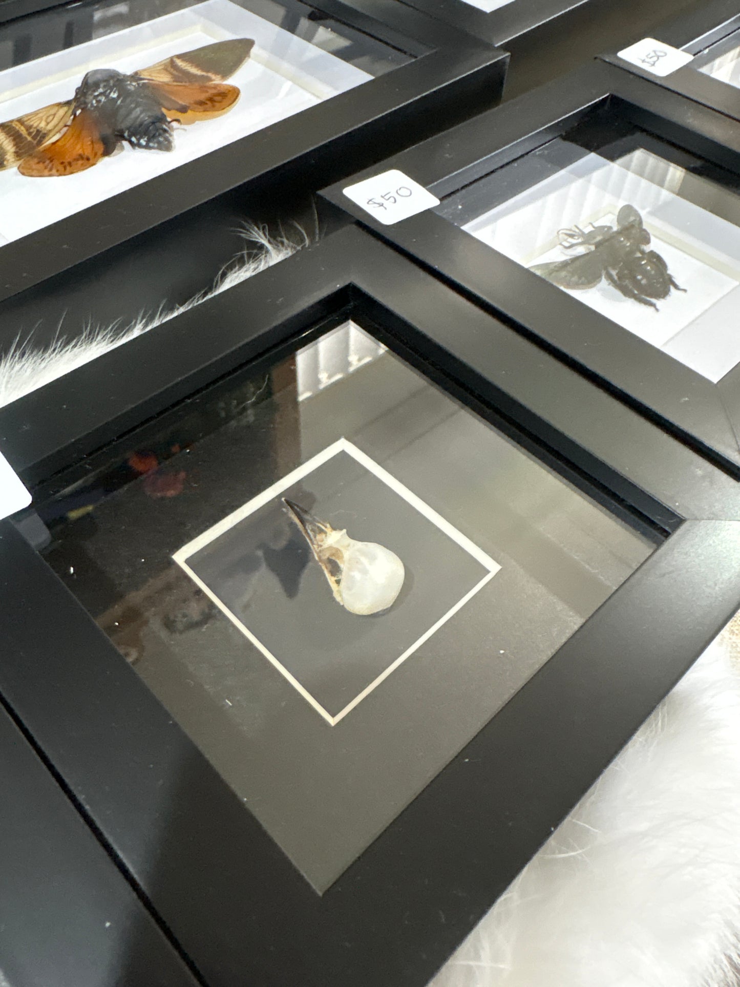 Bird Skull 4x4 Frame