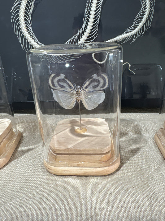 Lantern bug mini dome