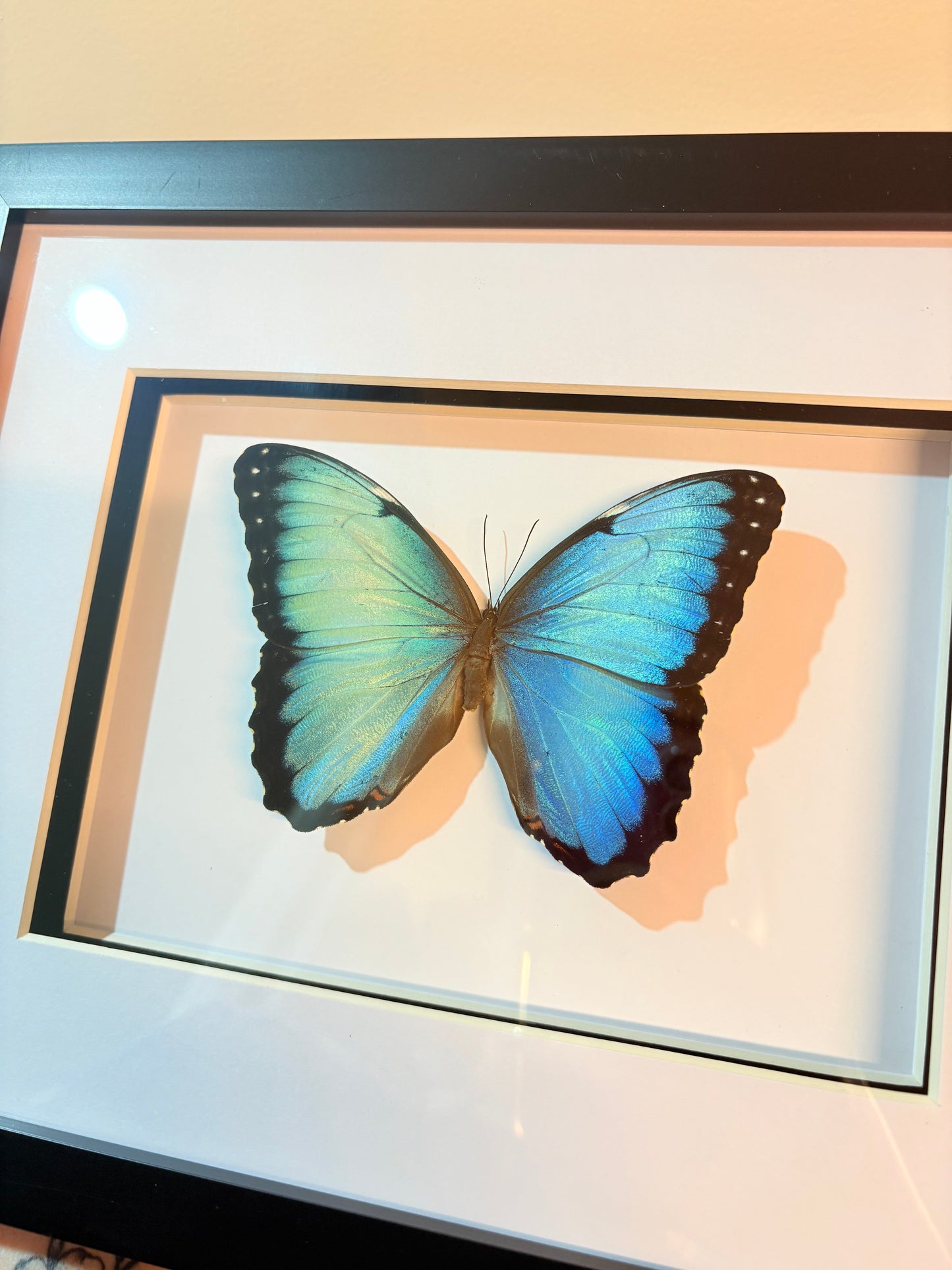 Morpho peleides